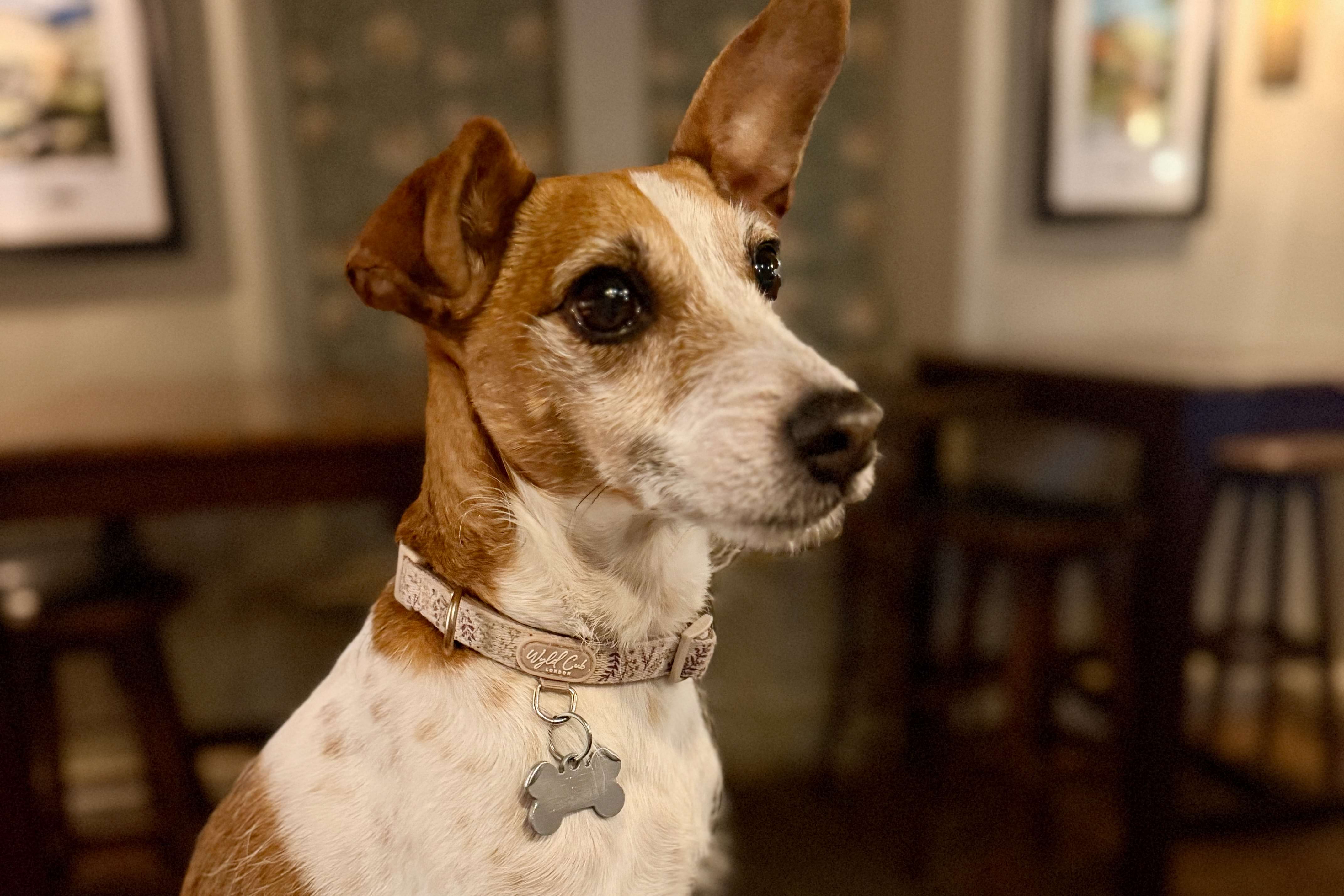 Cute Jack Russel sat in the bar